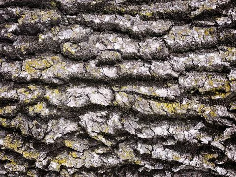 Old tree bark texture background. Stock Photos