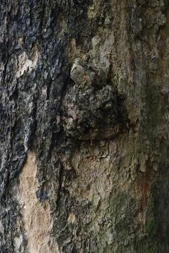 Old tree bark texture background #1 Stock Photos