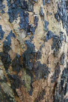 Old tree bark texture background #2 Stock Photos