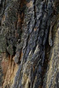 Old tree bark texture background #3 Stock Photos