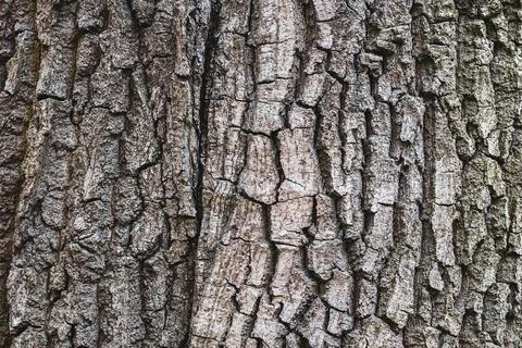 Old tree bark texture, closeup Stock-Fotos