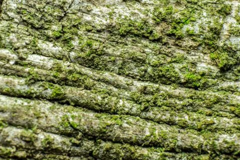 Old tree bark texture covered with moss, closeup Stock Photos