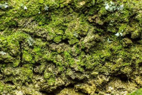 Old tree bark texture covered with moss, closeup Stock Photos