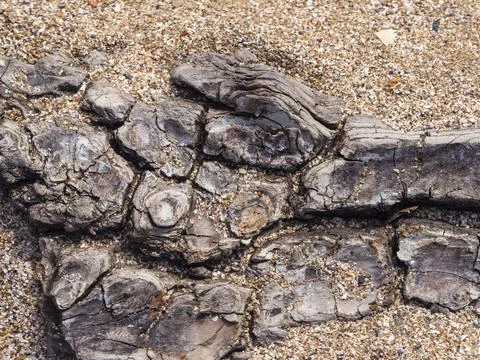Old tree bark texture with fine shell sand in cracks for abstract background Stock Photos