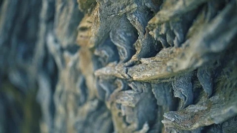 Old tree bark texture Stock-Footage 94312621