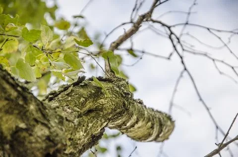 Old tree bark texture with green leaves and blue sky background in countryside Stock Photos