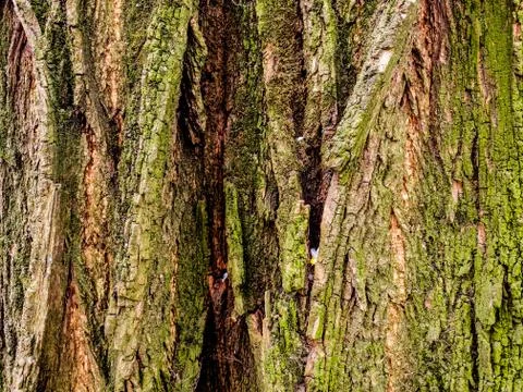 Old tree bark texture with moss as background for your creative design, tilea Stock Photos