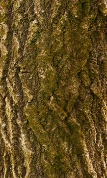 Old tree bark texture with moss natural wooden surface close-up Stock Photos