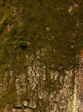 Old tree bark texture with moss natural wooden surface close-up Stock Photos