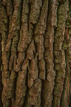 Old tree bark texture. Oak tree bark background Stock Photos