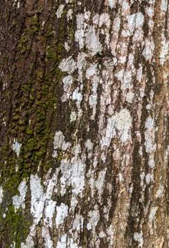 Old tree bark texture Stock Photos
