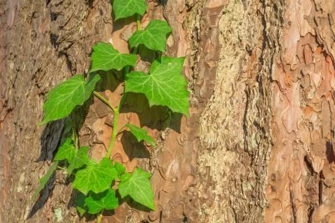 Old tree bark texture Stock Photos