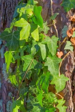 Old tree bark texture Stock Photos