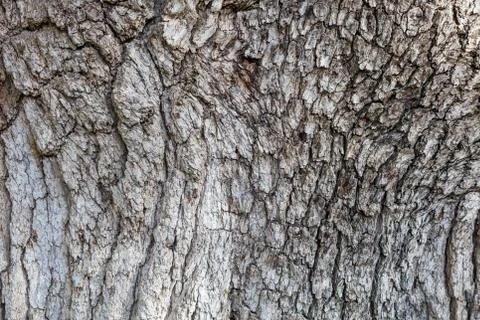 Old tree bark texture Stock Photos