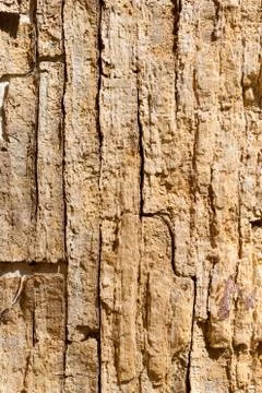 Old tree bark texture Stock Photos