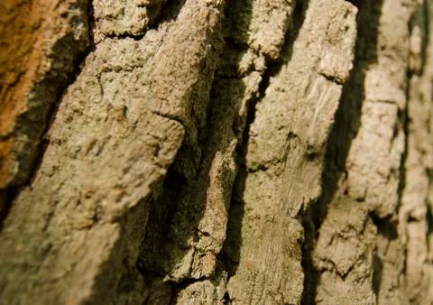 Old tree bark texture Stock Photos