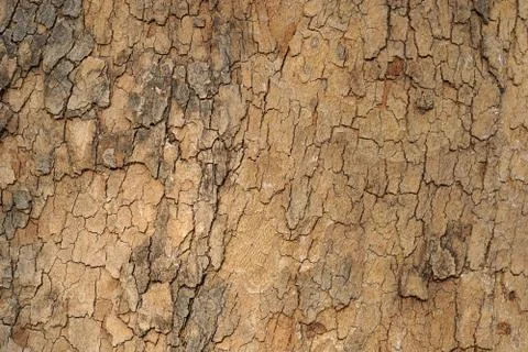 Old tree bark texture Foto stock
