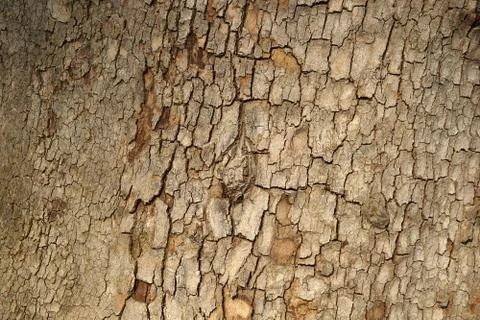 Old tree bark texture Foto stock