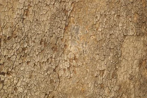 Old tree bark texture Fotos de archivo