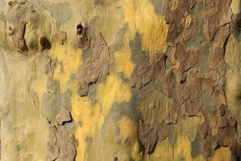 Old tree bark texture Foto stock