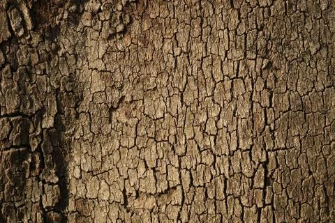 Old tree bark texture Foto stock