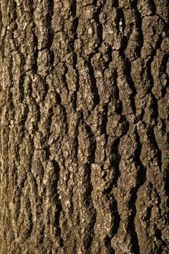 Old tree bark texture Foto stock