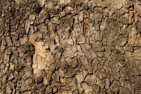 Old tree bark texture Stock Photos