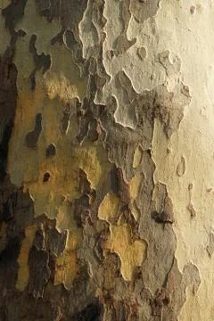 Old tree bark texture Foto stock