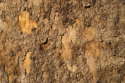 Old tree bark texture Foto stock