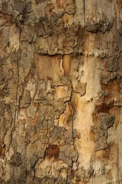 Old tree bark texture Fotos de archivo