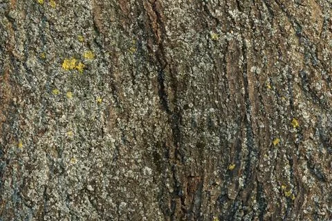 Old tree bark texture Stock-Fotos