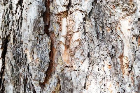 Old tree bark texture Stock Photos