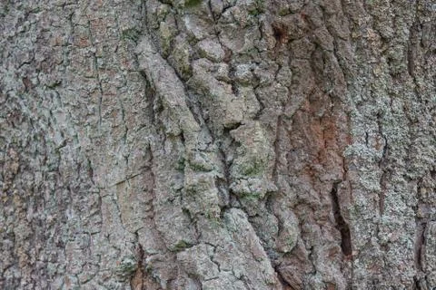 Old tree bark texture. Stock Photos