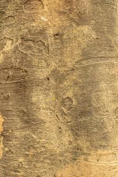 Old tree bark texture Stock Photos