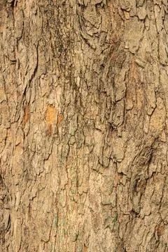 Old tree bark texture Stock Photos
