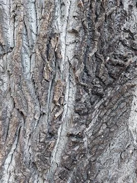 Old tree bark texture with rough natural pattern and detailed surface Stock Photos