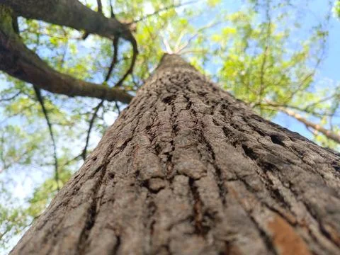 Old tree bark texture shot from below. Bright sky background. Stock Photos