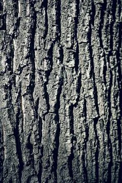 Old Tree Bark Texture . Soft focus . Stock Photos