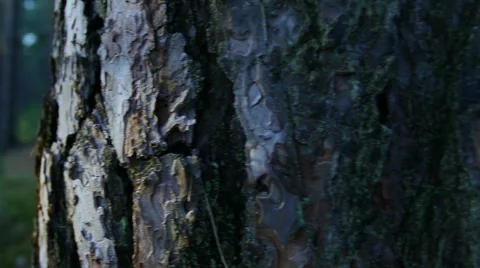 Old tree bark texture. Summer forest. Stock Footage 60242025
