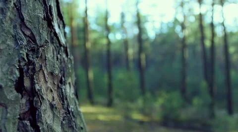 Old tree bark texture. Sunny forest. Video stock 60242875