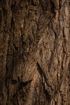 Old tree bark texture. Tree detail, texture. Stock Photos