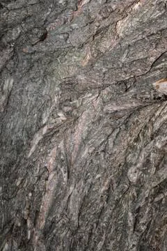 Old tree bark texture willow wood Stock Photos