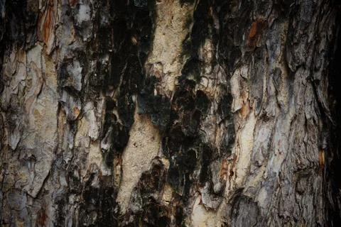 Old tree bark textured background Stock Photos