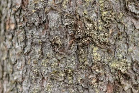 Old tree bark textured background, closeup Stock Photos