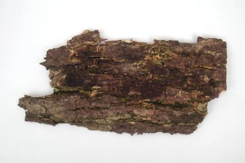 Old tree bark on white background Stock Photos