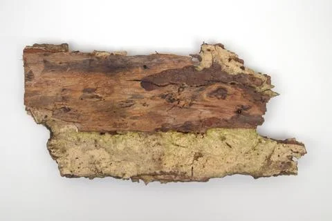 Old tree bark on white background Stock Photos