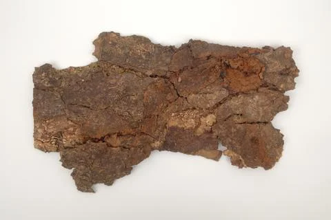 Old tree bark on white background Stock Photos
