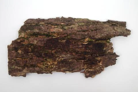 Old tree bark on white background Stock Photos