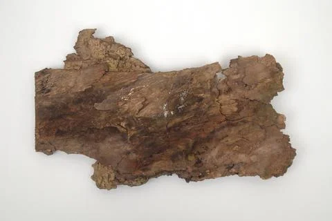 Old tree bark on white background Stock Photos