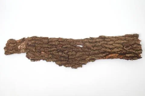 Old tree bark on white background Stock Photos